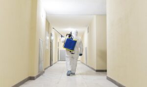 When Is Professional Mold Removal Necessary?